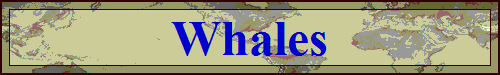 Whales